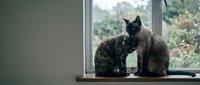 Tabby cat sitting on wooden windowsill looking out at garden view through glass window, domestic pet relaxation and indoor lifestyle.