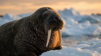 Majestic walrus with prominent tusks resting on arctic ice during golden hour sunset, showcasing marine mammal wildlife in polar environment.