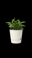 Green pothos houseplant in a white modern pot, isolated on transparent background. Ready for stickers, print on demand, T-shirt design, clipart, and sublimation use.