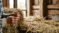 Farmer holding handful of hay straw in barn with wooden beams and straw bales, agricultural work and livestock feeding.