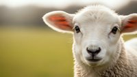 Adorable white lamb with pink ears looking directly at camera in sunny pastoral meadow setting for agriculture and farming content.