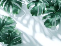 Fresh monstera leaves casting soft shadows on white background, creating minimal tropical composition with natural sunlight effect. Great for wellness products.