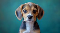 Adorable beagle puppy portrait with expressive eyes and floppy ears against blurred turquoise background, showing sweet innocent expression and tricolor coat.