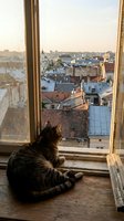 Tabby cat sitting on wooden windowsill gazing at urban rooftop cityscape with historic architecture and golden hour sunlight, perfect for lifestyle and pet-themed designs.