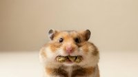 Cute golden hamster with full cheeks stuffed with food, looking directly at camera against neutral beige background. Suitable for pet care, animal behavior, and wildlife content.