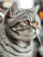 Adorable gray tabby kitten with striking orange eyes and distinctive striped markings looking upward with curious expression in soft natural lighting.
