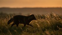 Wild brown bear walking through tall grass during golden hour sunset in natural wilderness habitat.