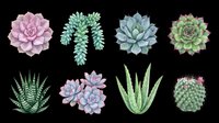 Succulent plants collection isolated on transparent background, ready for t-shirt design, clipart, stickers, print-on-demand products and sublimation projects.