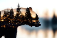 Double exposure silhouette of bear with forest landscape, mountain peaks and glowing city lights reflected in calm lake water at sunset. Nature concept art.