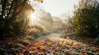 Autumn leaves scattered on forest path with warm sunlight filtering through trees creating peaceful morning atmosphere for nature and seasonal content.