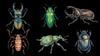 Colorful beetle collection featuring six isolated insects with metallic and iridescent finishes on transparent background. Ready for clipart, t-shirt design, stickers, sublimation, and print-on-demand projects.
