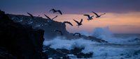 Seagulls flying over dramatic ocean waves crashing against rocky coastline during purple sunset twilight creating moody seascape for nature photography.