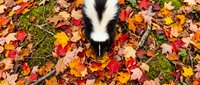 Black and white skunk walking through colorful autumn leaves on forest floor. Wildlife animal in natural fall habitat with vibrant foliage.