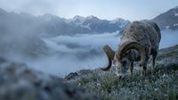 Mountain sheep grazing on alpine meadow with misty valley and snow-capped peaks in background during golden hour creating serene wilderness atmosphere.