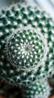 Close-up view of round barrel cactus with sharp white spines in geometric patterns, shallow depth of field creating soft blurred background of similar cacti plants.