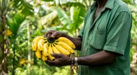 Worker holding fresh yellow bananas in tropical plantation setting, suitable for agriculture, farming, harvest, and food production content.