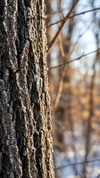 Detailed tree bark texture with rough grooves and natural patterns in forest setting with blurred branches background for nature designs.
