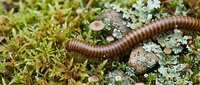Earthworm crawling through green moss and lichen on forest floor. Natural soil aeration and composting process in woodland ecosystem environment.
