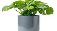 Monstera deliciosa plant with large glossy green leaves in modern gray ceramic pot against white background, isolated houseplant for interior design.