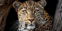 Majestic leopard portrait with piercing golden eyes and distinctive spotted coat pattern resting between tree branches in natural wildlife habitat.
