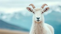 Majestic white mountain goat with curved horns against blurred snowy mountain backdrop, wildlife portrait in natural habitat.