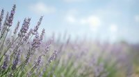 Purple lavender flowers blooming in field with soft focus background. Natural aromatherapy herbs growing in garden. Calming botanical landscape for wellness.
