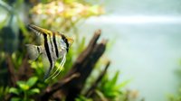 Striped freshwater aquarium fish swimming among green aquatic plants and driftwood in planted tank environment.