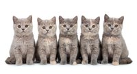 Five adorable gray British Shorthair kittens sitting in row on white background, perfect for pet care advertising, veterinary clinics, animal shelters.
