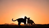 Two cats silhouetted against vibrant orange sunset sky, adult and kitten touching noses in tender moment, perfect for pet care and animal bond concepts.
