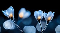 Delicate frost-covered flowers glowing with warm light against dark blue background, creating magical winter atmosphere with soft bokeh effect and crystalline details.