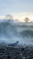Solitary bird standing on frost-covered ground at dawn with misty trees and soft light in blurred background, suitable for nature and wildlife editorial use.