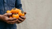 Mature male farmer with weathered hands holding fresh orange medlar fruits, wearing denim shirt against neutral background. Suitable for agriculture, harvest, organic farming, and food production content.