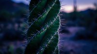 Close-up of green cactus with sharp spines against blurred purple twilight background. Desert plant succulent for botanical garden landscaping decoration.