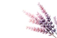 Delicate pink and purple watercolor lavender sprigs on white background, botanical art style composition with soft gradient coloring and minimalist design.