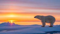 Majestic polar bear standing on arctic ice floe during golden sunset with dramatic orange and pink sky colors reflecting on snow-covered landscape in wilderness.