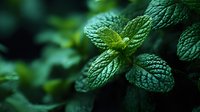 Fresh green mint leaves with detailed texture in natural garden setting for culinary and wellness applications.