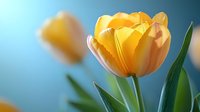 Yellow tulip flower in full bloom against blurred turquoise background. Soft focus macro photography captures delicate petals and green stem in spring garden setting.