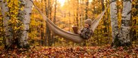 Person relaxing in hammock strung between birch trees in autumn forest with golden foliage and fallen leaves, ideal for wellness and outdoor lifestyle content.