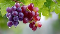 Fresh ripe purple grapes hanging on vine with green leaves and water droplets after rain in vineyard ready for harvest and winemaking production.
