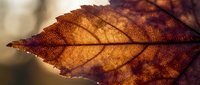Dried autumn leaf with translucent golden-brown coloring and visible veins, backlit to highlight texture and decay patterns. Suitable for seasonal, nature, and botanical design projects.