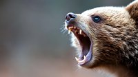 Aggressive brown bear roaring with open mouth showing teeth and fangs in threatening pose for wildlife photography and nature documentation projects.