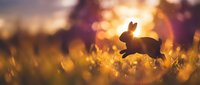 Silhouette of rabbit hopping through golden wheat field at sunset, backlit by warm glowing light creating bokeh effect in background for nature and wildlife concepts.