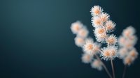 Delicate coral-pink fluffy wildflowers against dark teal background, creating dreamy botanical macro composition with soft focus and ethereal mood for nature photography.
