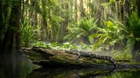 Moss-covered fallen log in lush green forest with ferns and sunlight filtering through trees creating peaceful woodland atmosphere for nature themes.