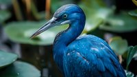 Blue heron bird with vibrant plumage standing among green foliage in natural wetland habitat for wildlife photography and nature documentation.