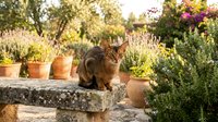 Tabby cat sitting on stone ledge surrounded by potted herbs and flowering plants in sunny garden setting with natural daylight and greenery.