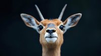 Young male antelope with small horns against dark background, close-up portrait showing detailed facial features and alert expression.