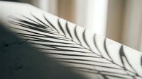 Palm leaf shadow cast on white surface, creating natural light and shadow play for design, backgrounds, and artistic projects.