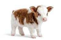 Young brown and white spotted calf standing on white background, looking at camera with blue eyes. Isolated farm animal for agricultural and veterinary concepts.