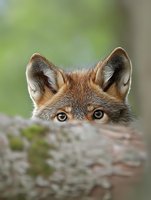 Red fox peeking over rock with alert ears and intense amber eyes against blurred green background, creating mysterious wildlife portrait.